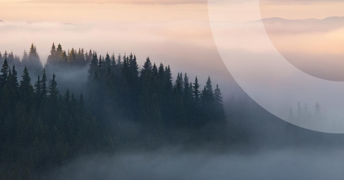 Mountains of trees in the mist 