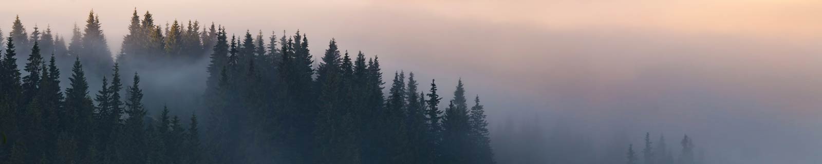 Mountains of trees in the mist 