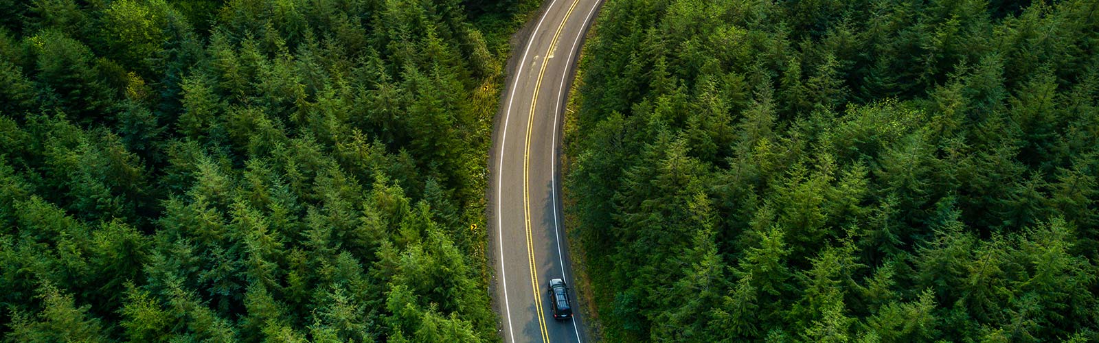 Road in the wood