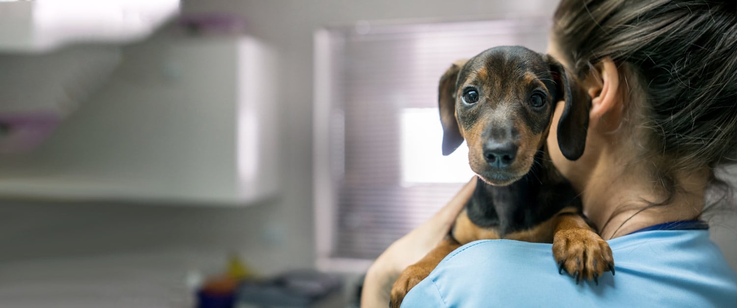 a dog looking at the camera