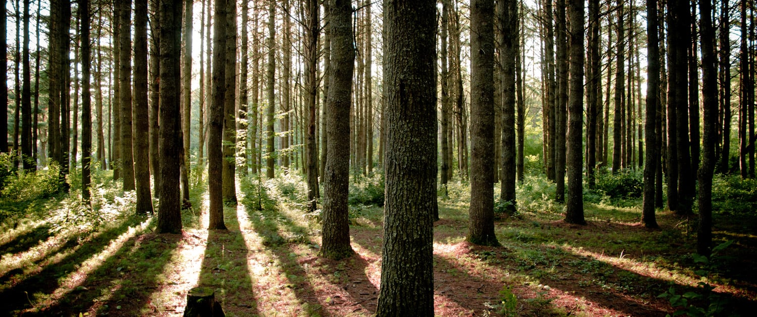 un arbre se dressant au milieu d'un sentier forestier