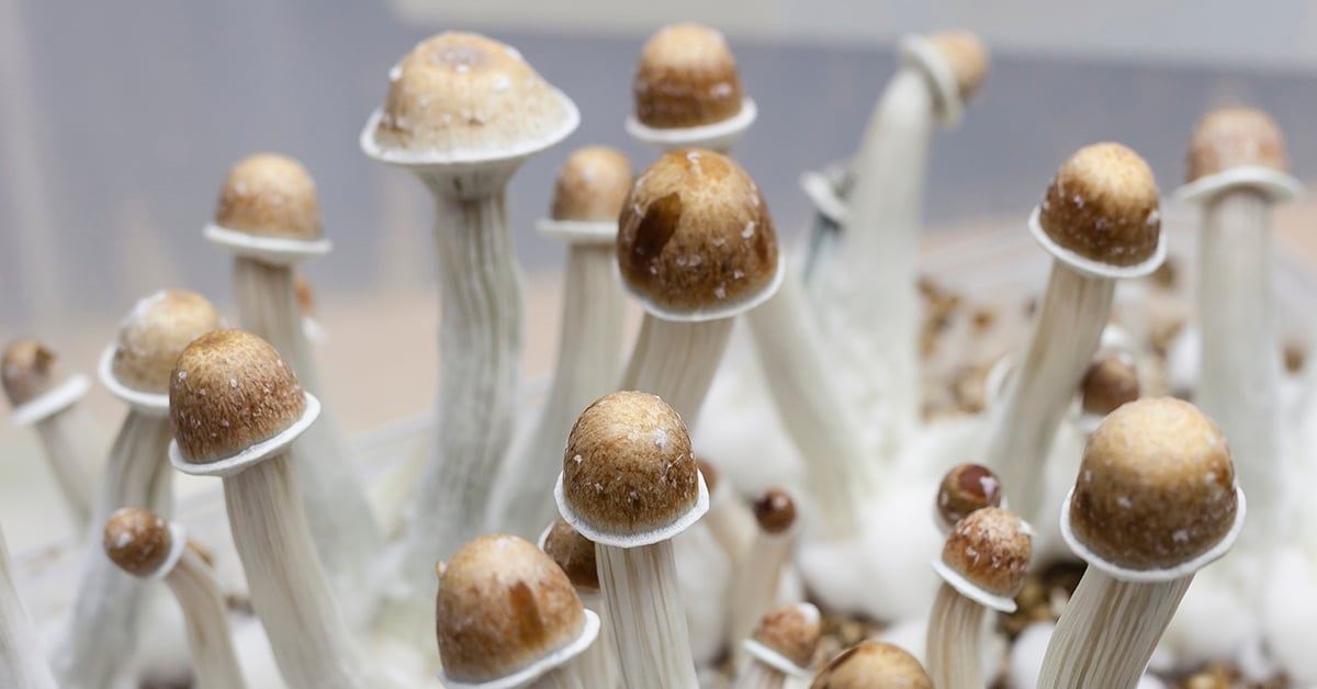 Reopening the doors of perception: The psychedelics renaissance in Canada