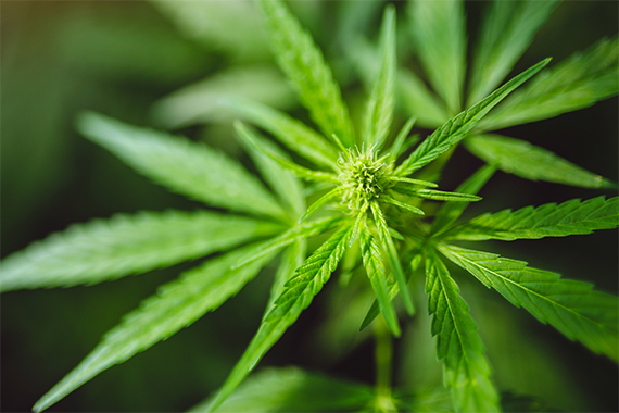 The Fall of the Green Wall: Legalizing Cannabis in Canada